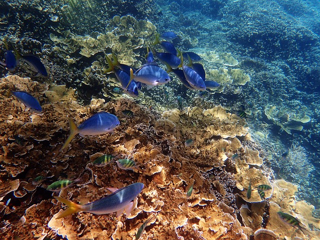 where is the great barrier reef located