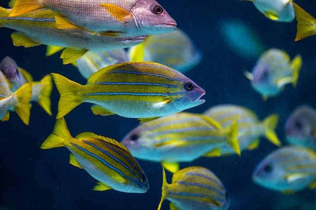 great barrier reef in australia