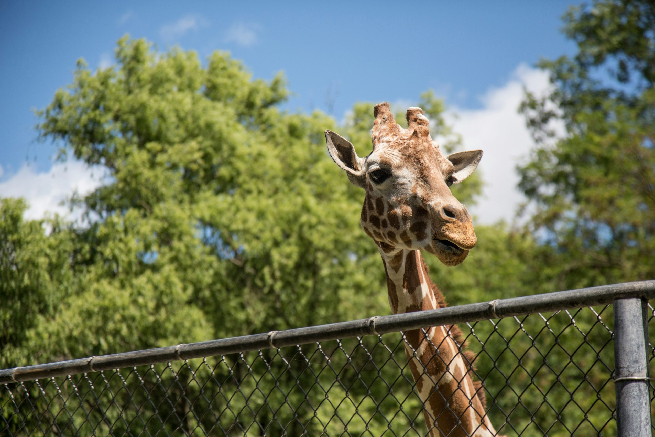 Japan's oldest zoo, Ueno Zoo