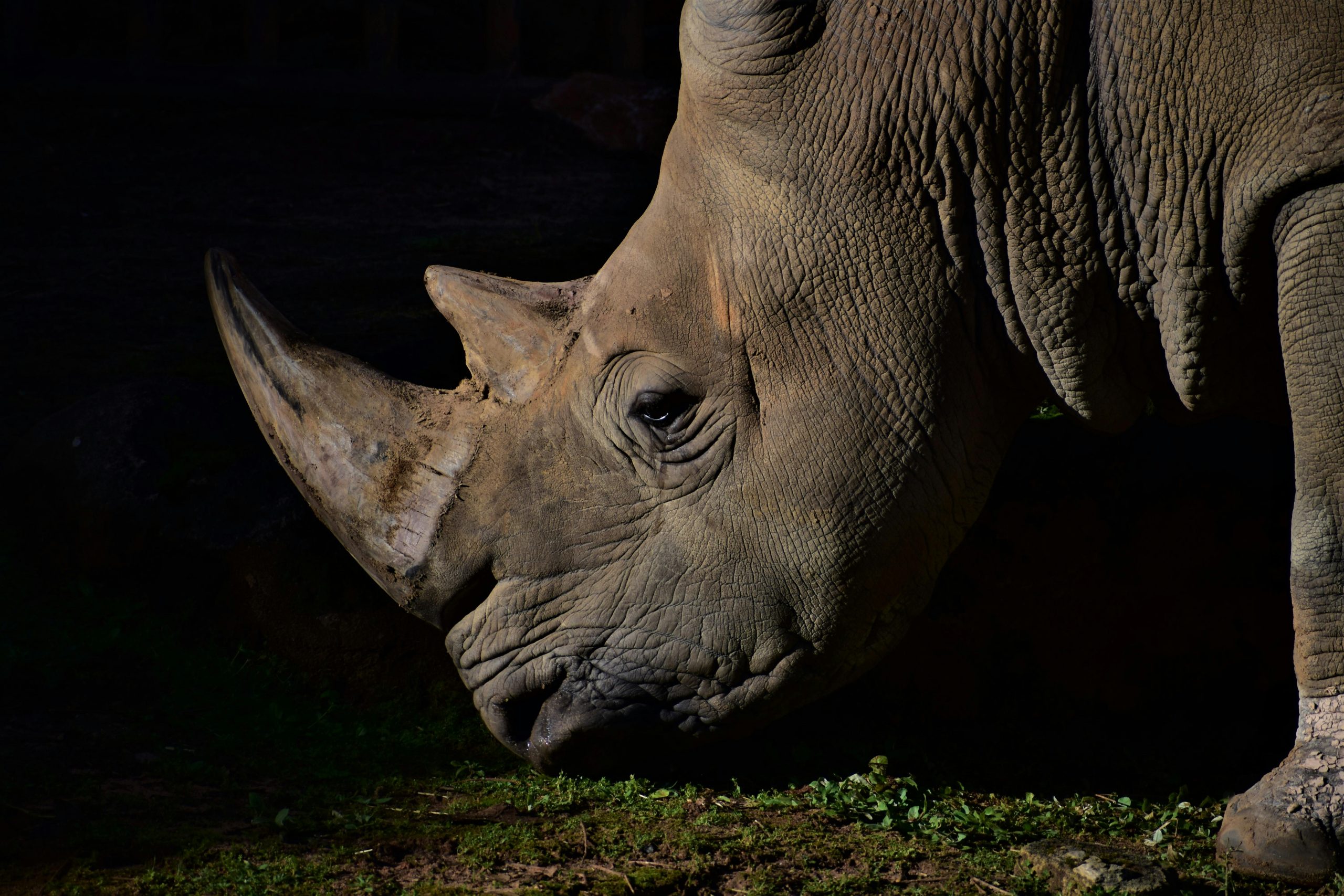 night safari is a must try
