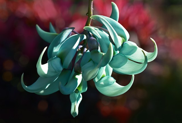 Jade vine, rare flowers in the world