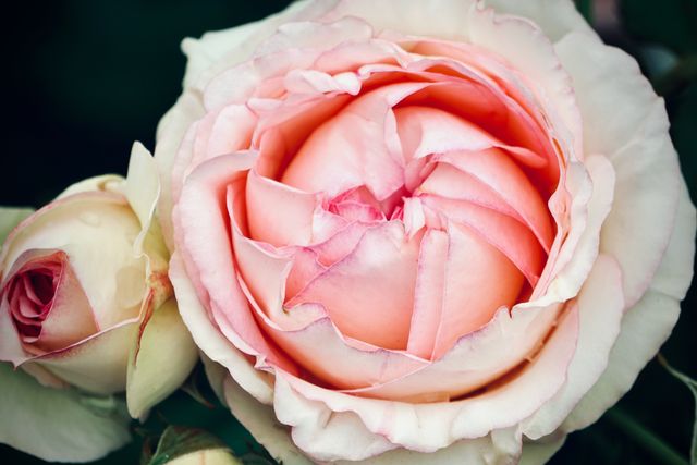 Juliet rose, rare roses