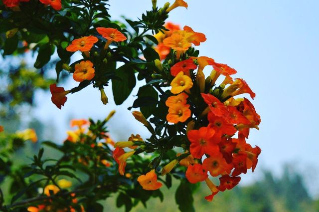 orangey-pink blossoms throughout the year