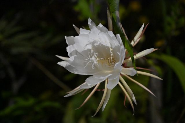 Queen of the night, Kadupul flowers