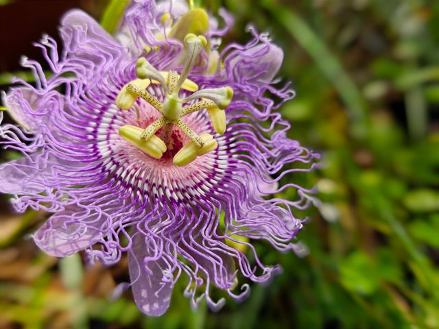 The rare Passionflower is a native to the Southeastern United States