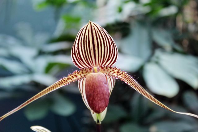 Rothschild's Slipper Orchid