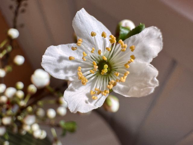 beautiful rare flowers in white