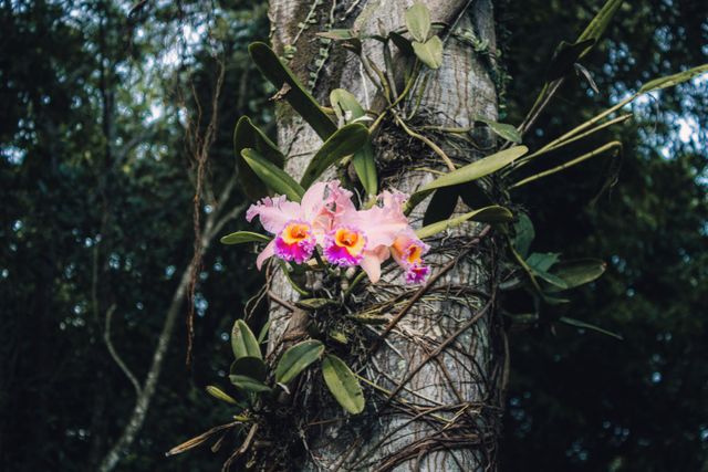 uncommon flowers in the world