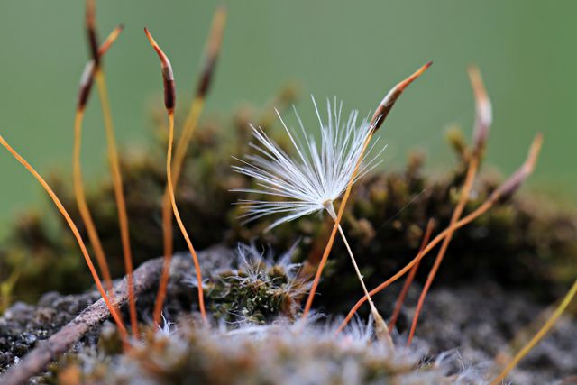 most uncommon flowers in the world