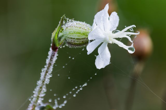Gibraltar Campion, a rare flower
