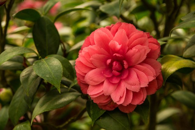 Middlemist's red flower