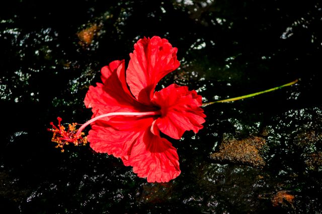 Rare island hibiscus, Koki'o