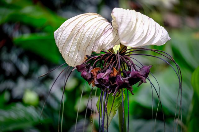 Black bat flowers