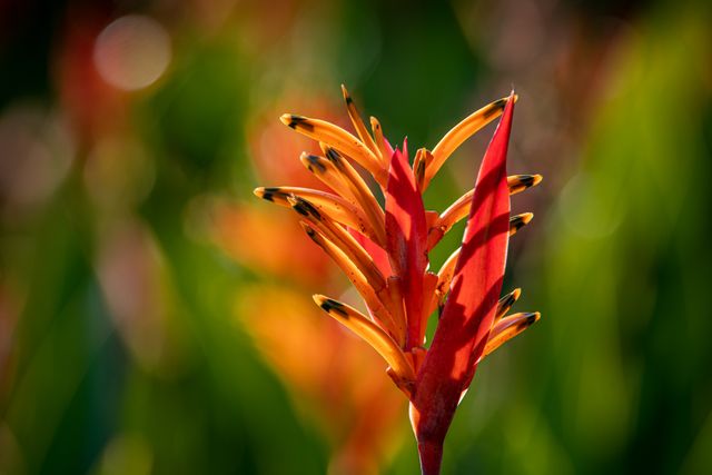 Parrot's beak flower, rare flowers in the world