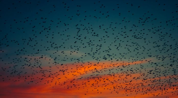 Natural Sky Phenomena, (Image Source: Unsplash) Natural Sky Phenomena