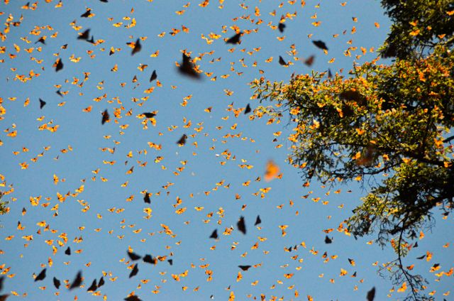 Monarch Butterflies Natural Phenomena