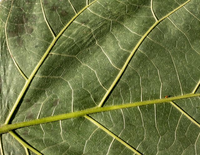 Colocasia leaf highlighting its veins and texture in natural light.