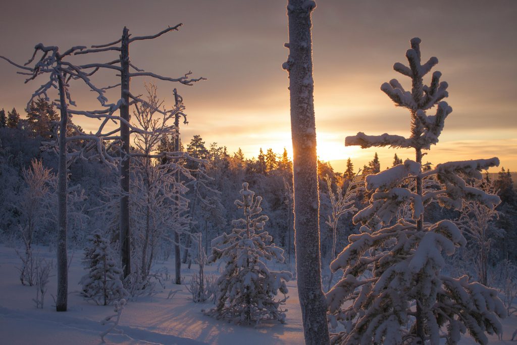 magic of lapland