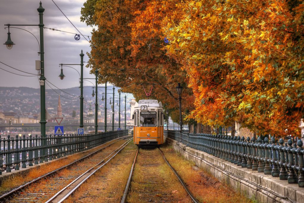 fall leaves all over
