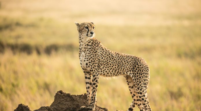 Cheeta Serengeti National Park