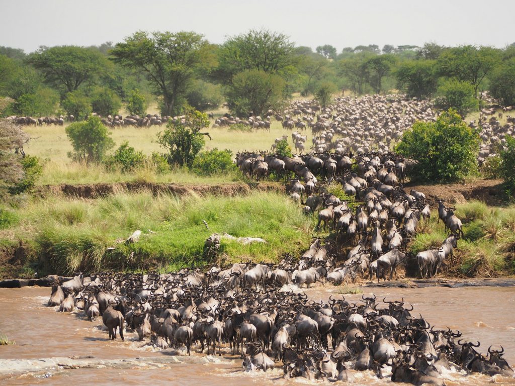 serengeti national park of tanzania animals