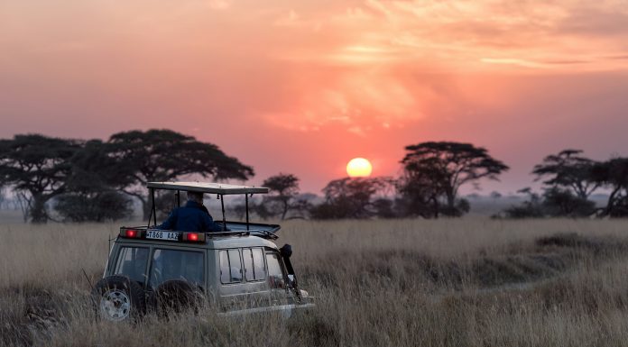 Wildlife Safaris, (Image Source: Unsplash) Wildlife Safaris