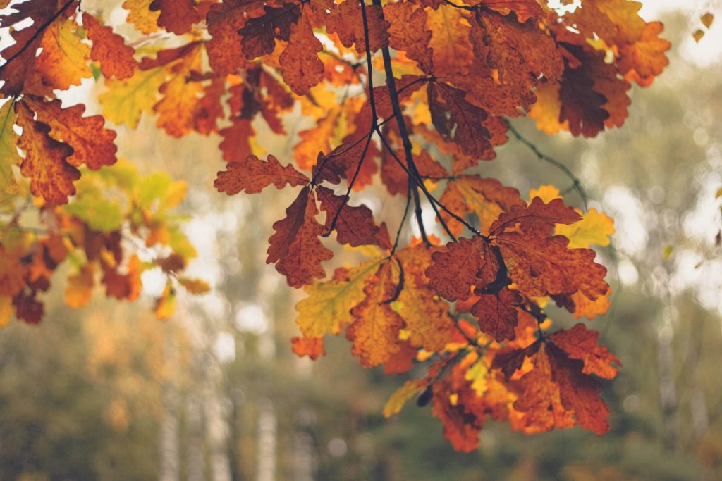 Places to visit in Autumn