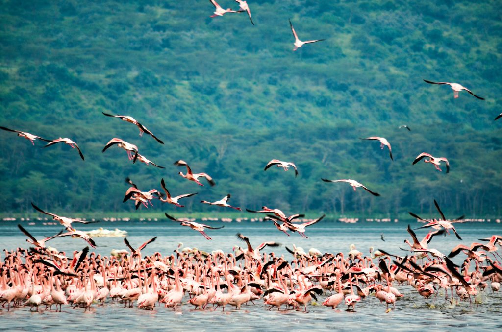 serengeti great migration of birds