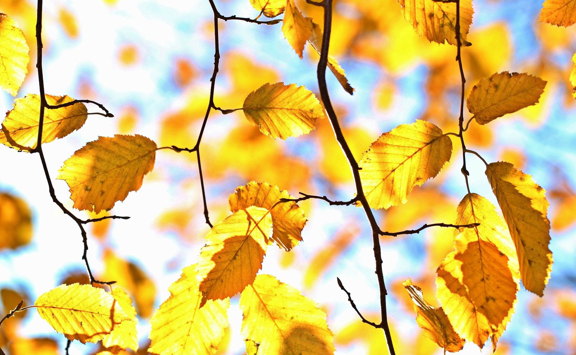 shades of the leaves right against the majestic peaks 