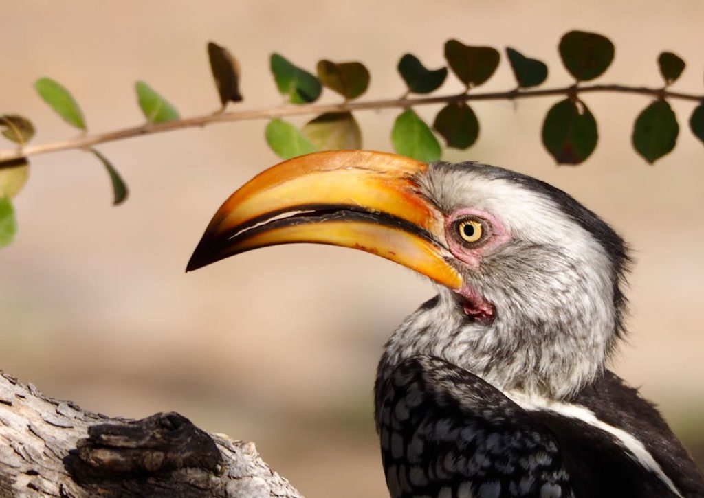 hornbill festival history