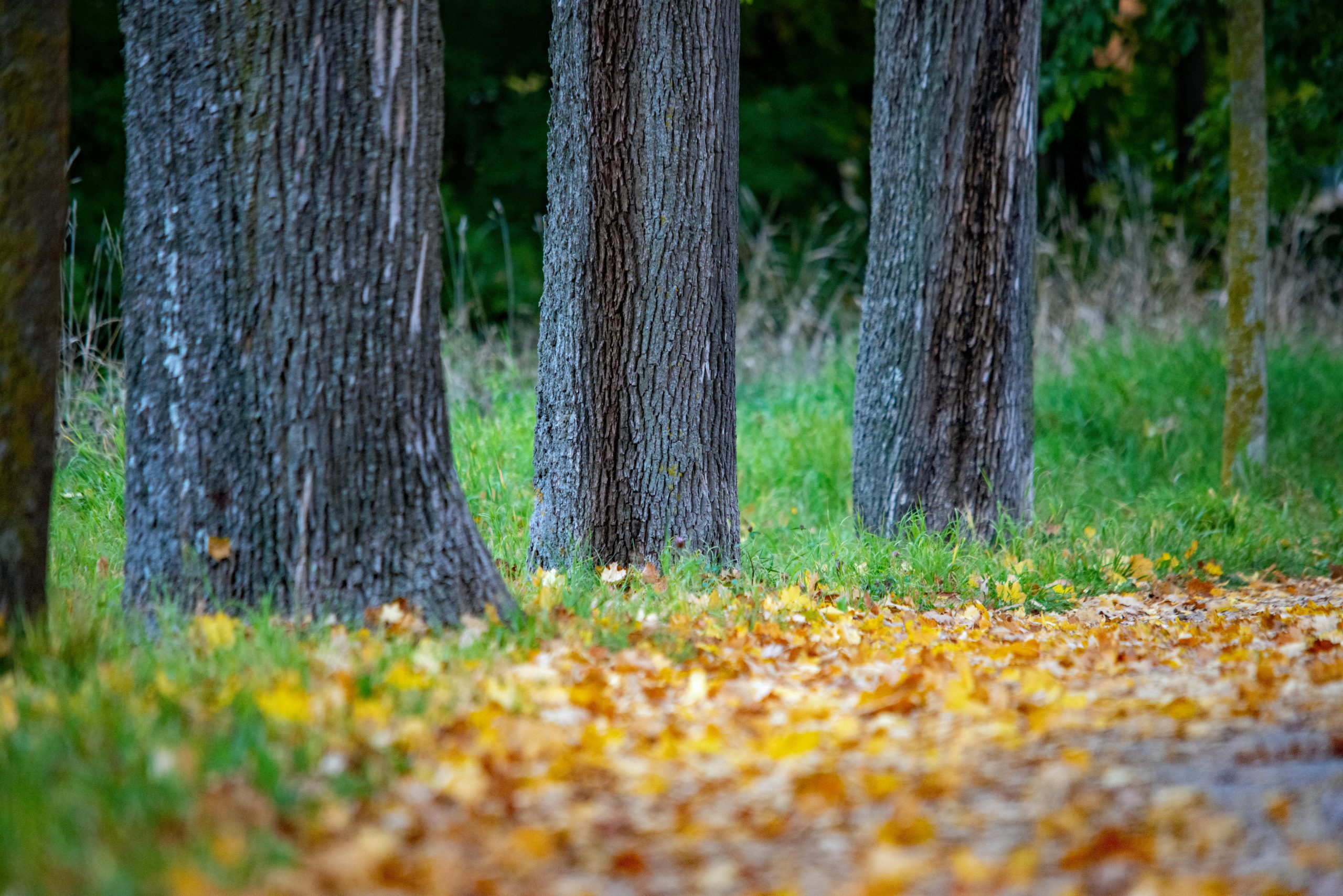Fallen autumn leaves in different colors.