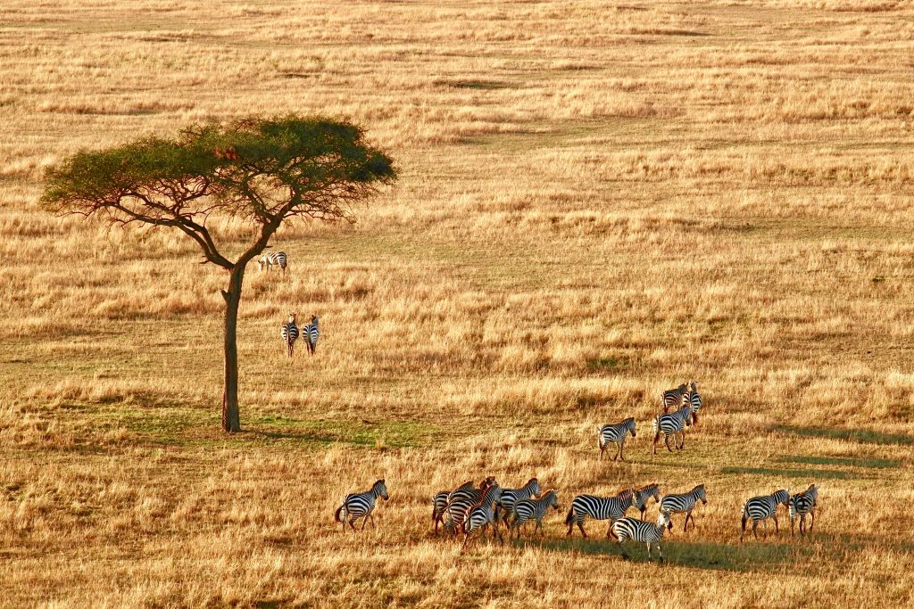 book now for a serengeti national park trip