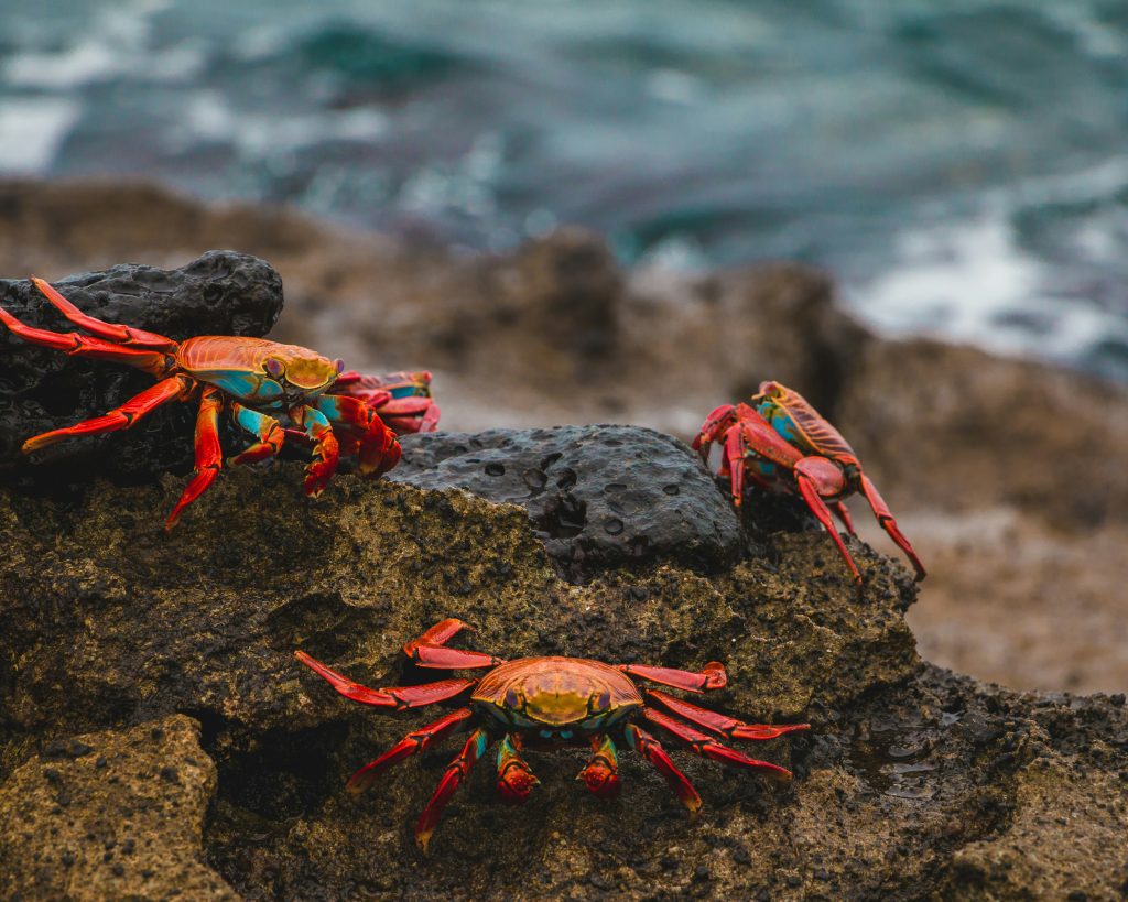 galapagos islands animals