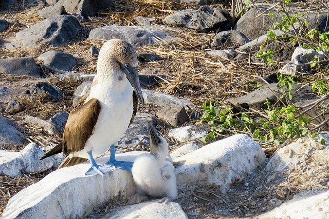 galapagos islands travel