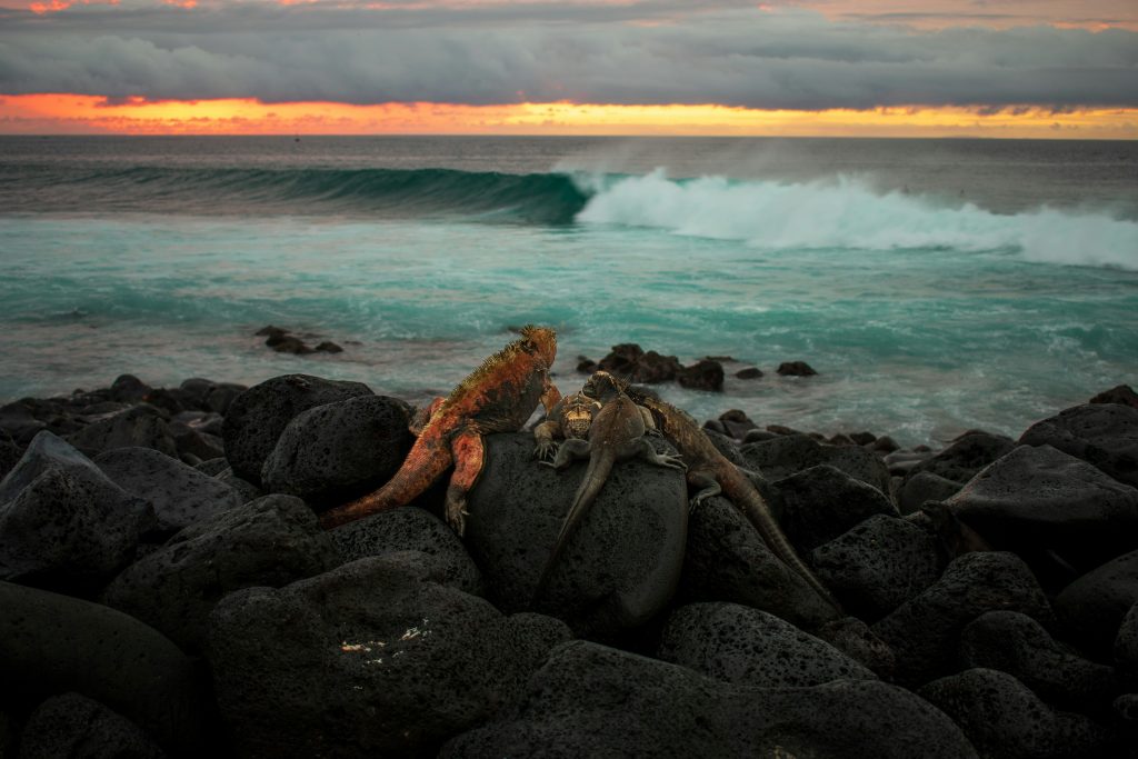 Galapagos Islands