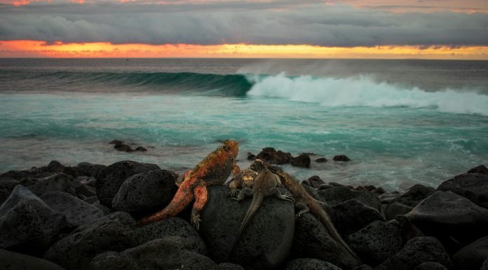 james-gildart-0SxA6B3k7uw-unsplash Galapagos Islands