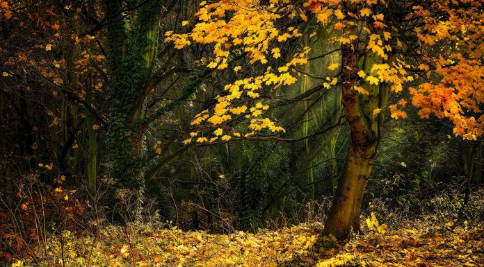 Transylvania, (Image Source: Pexels) Transylvania